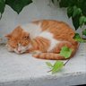 海猫's profile picture