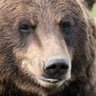The Bear's profile picture