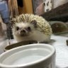 maple_ iLYs profil fotoğrafı