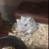 Leo 的头像