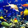 Profilbild von Wild Fish Group