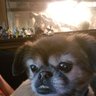 Dratoxvi's profile picture