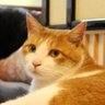 はまぁ profil fotoğrafı