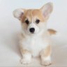 Maple's profile picture
