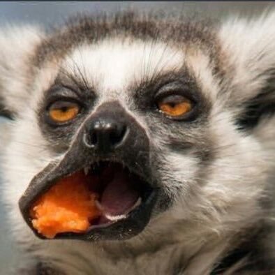 zimleague's profile picture