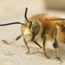 TheKnees🐝's profile picture