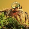 Unusualspider75 的头像