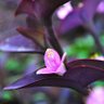 Фото профиля Teodora Barbu ⁷