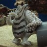 Gentleman Octopus 的头像