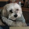 SherriMutts4me's profile picture