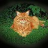 Privileged Cat Lady's profile picture