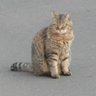 ころちゃん profil fotoğrafı