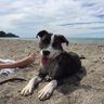 DoggyDawgsML's profile picture