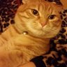 Korkor🐱 profil fotoğrafı