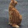 Profilbild von Ginger Tom