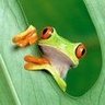 Фото профиля カエル