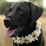 Profilbild von Batdog