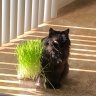 Soso 🌱 Burrito profil fotoğrafı