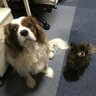 Riggs（りっぐす）＠怪談は比呂丸で語ります's profile picture