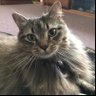 Puddy Tat profil fotoğrafı