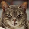 Pouseé 🦫🇨🇦🦫Comitata's profile picture