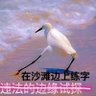 拒霜's profile picture