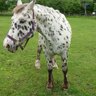 むっち🐴🐕🦦🦫's profile picture