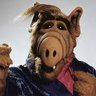 Alf 的头像