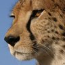 JungleCat's profile picture