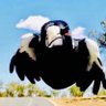 Magpie Rob profil fotoğrafı
