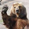 Bear 的头像