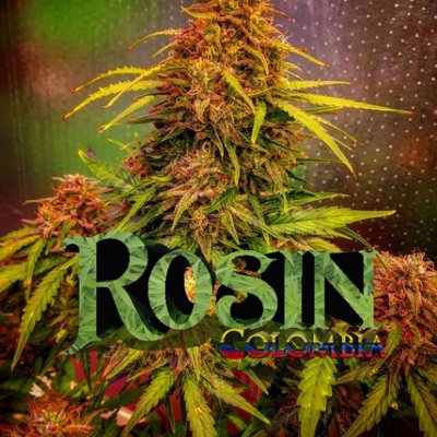RosinColombia's profile picture