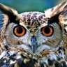 Profilbild von AntArtis