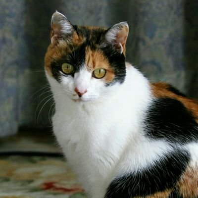 kobayasidesuyo's profile picture
