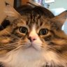 Profilbild von 紫苑さん(๑•̀ㅂ•́)و✧ BBM5P1