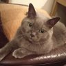 にゃにゃり 的头像