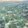 Profilbild von البيئة والنباتات. Environment and plants