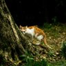 jio猪子 profil fotoğrafı
