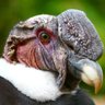 Profilbild von condor Português
