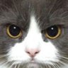 Profilbild von Tweeter Formerly Known As....