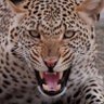 khalil's profile picture