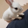 Фото профиля うさぎのぷらう