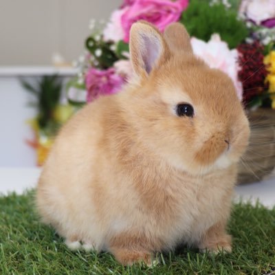 うさぎ専門店 Lupinus Rabbitry's profile picture