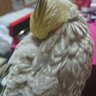 Profilbild von オカメインコ きんちゃん