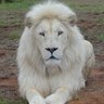 Profilbild von Big Cats