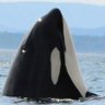 David Neiwert's profile picture