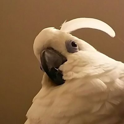eyedcockatoo's profile picture