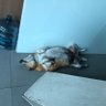 犬好きおじさん's profile picture