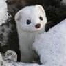 ゆりかもめ profil fotoğrafı