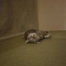 tasuya's profile picture